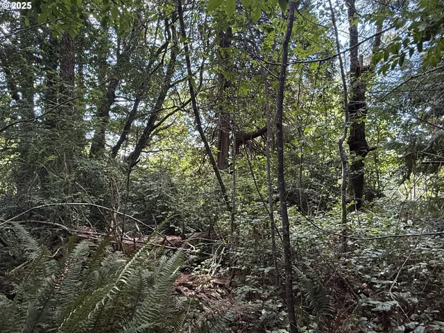 a view of a yard with a tree