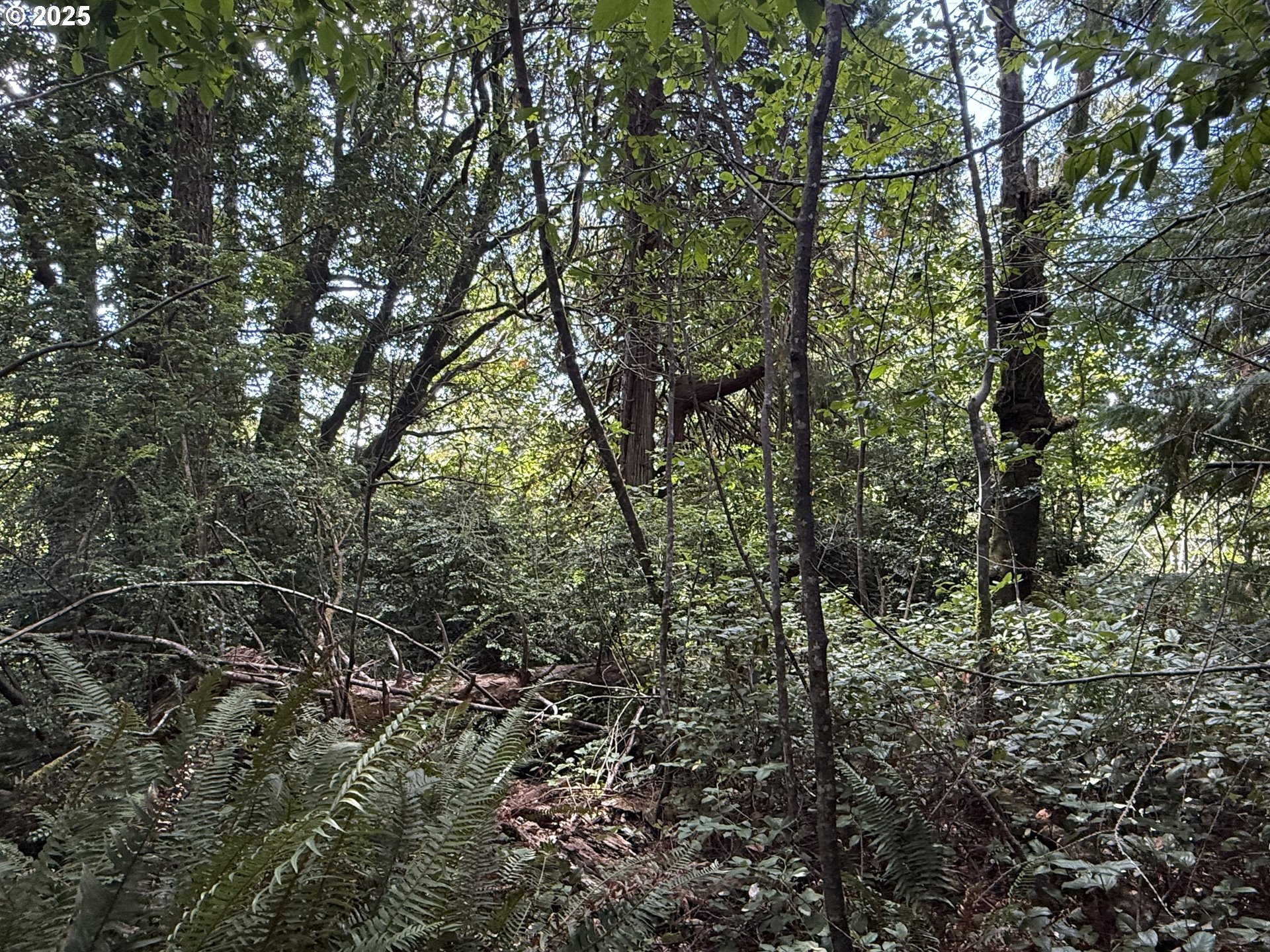 Averill Hill Road Port Orford, OR 97465 - Photo 2 of 6 a view of a yard with a tree