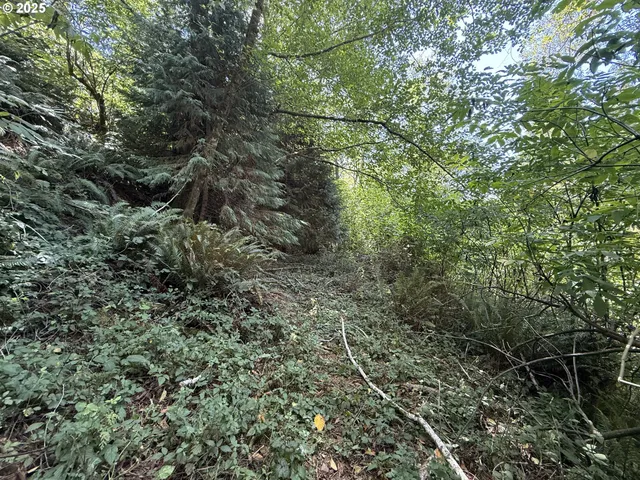 a view of a yard with a tree