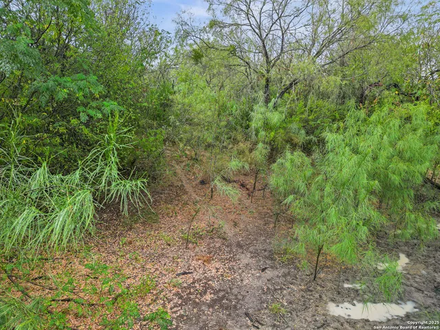a view of a yard with a tree