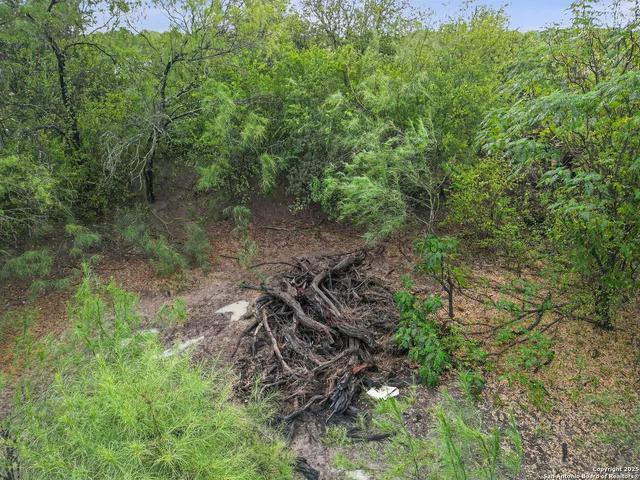 a view of a forest with a tree