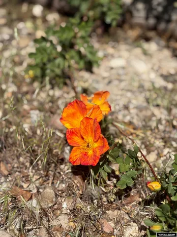 $194,500 | 820 Maple Street, Rock Springs, WY 82901