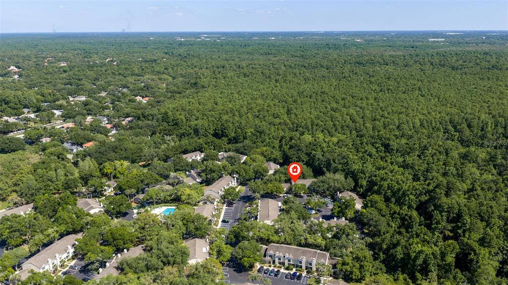 5100 Burchette Road, Unit 2301 Tampa, FL 33647 - Photo 39 of 39 a view of a lush green forest with lots of trees