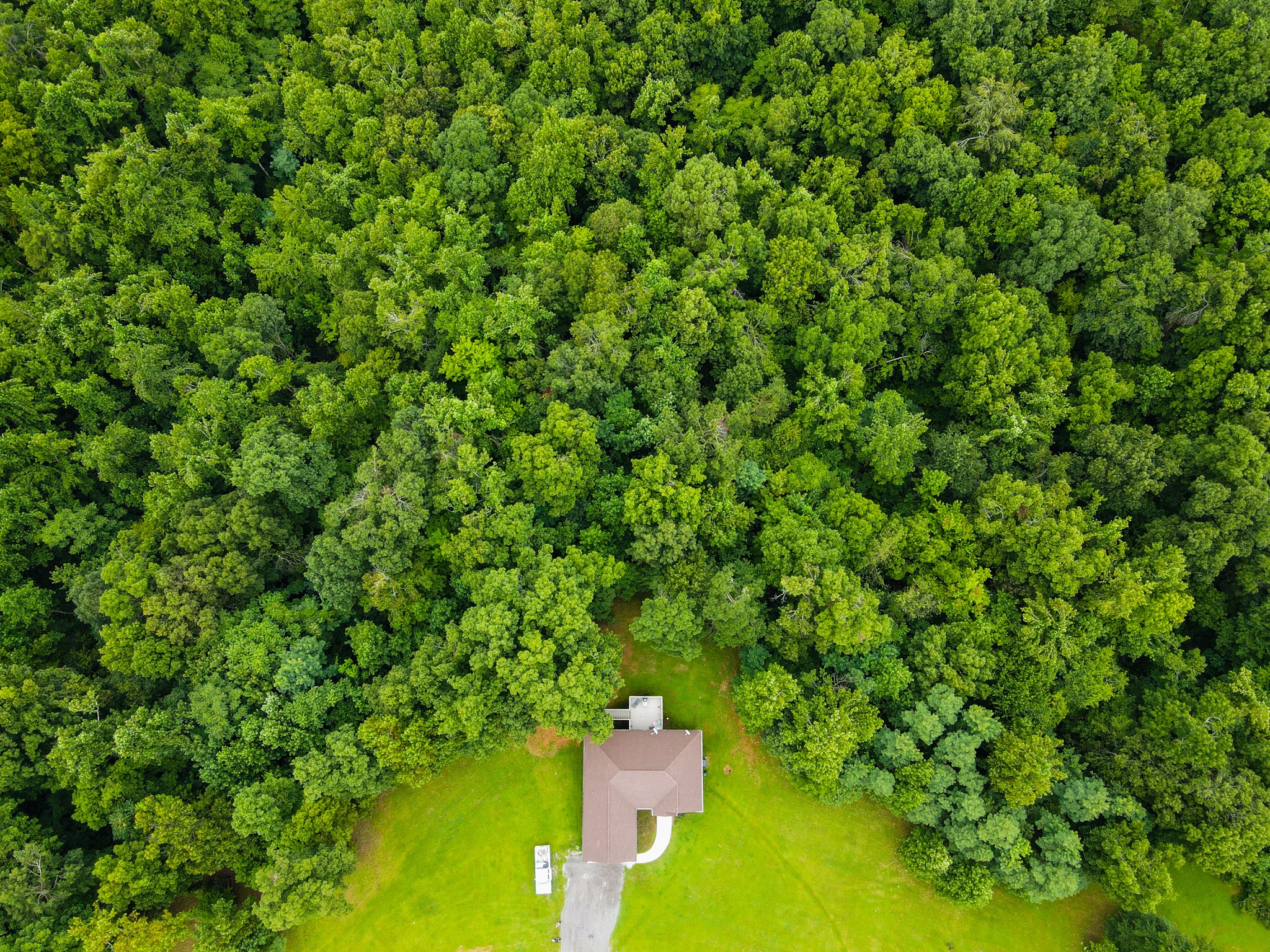4605 Cole Ridge Road Beechgrove, TN 37018 - Photo 7 of 30 a view of a yard with a tree