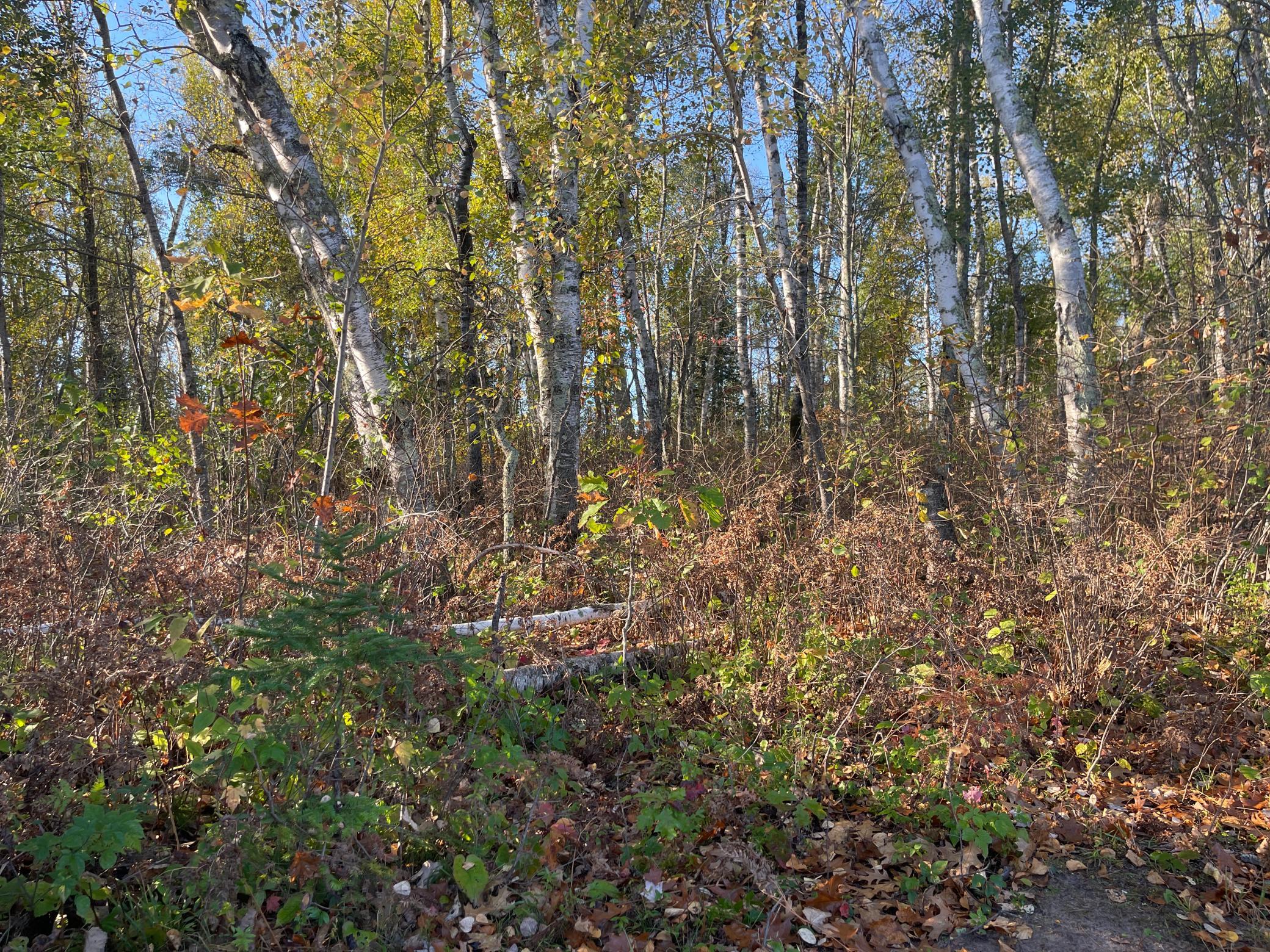 Tbd-2 Oak Leaf Road Kerrick, MN 55756 - Photo 3 of 16