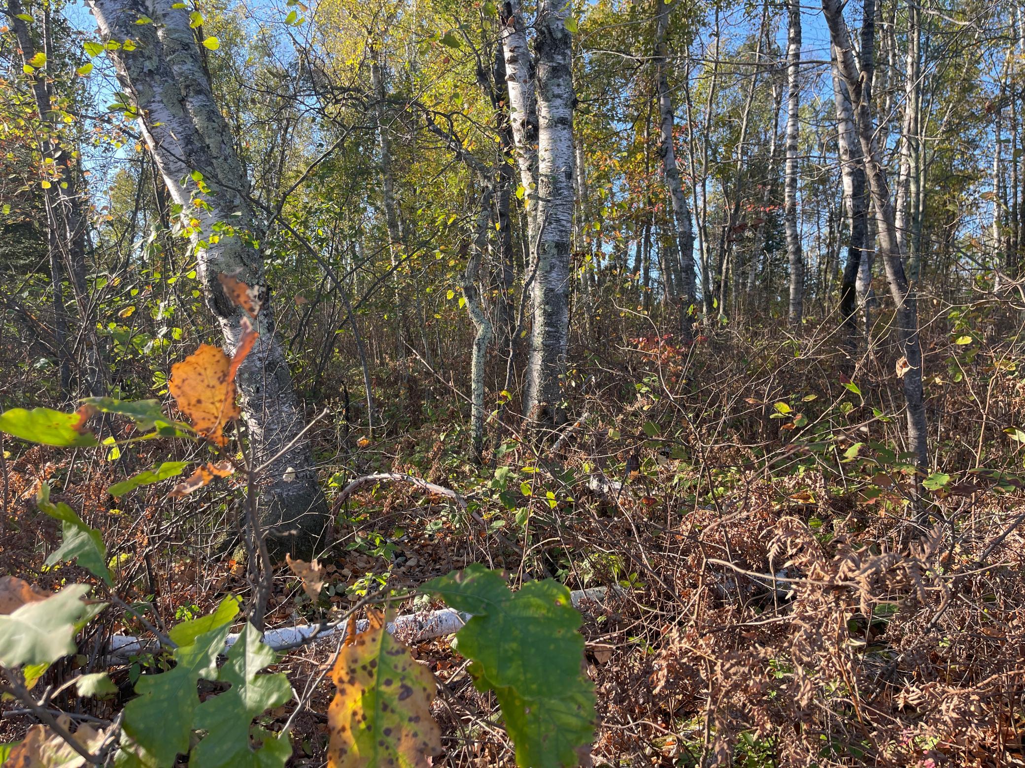 Tbd-2 Oak Leaf Road Kerrick, MN 55756 - Photo 10 of 16