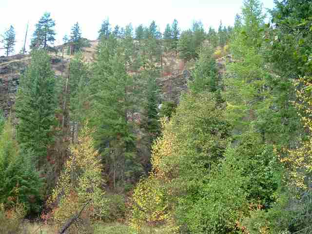 0 Cleveland Mine Road Hunters, WA 99137 - Photo 4 of 9