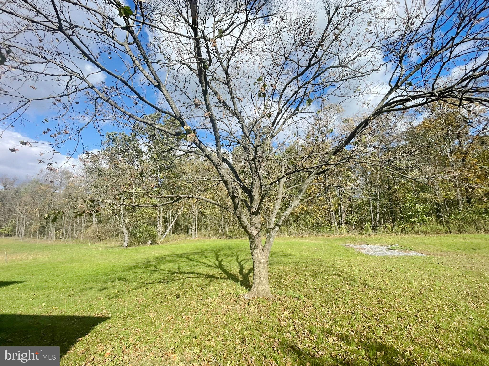 649 Shed Road Newville, PA 17241 - Photo 14 of 20 a view of a yard with a tree