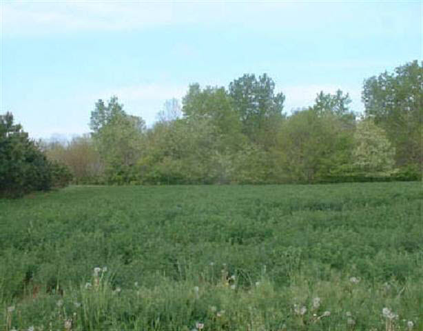 Lot 1 Highway 52 Gilbert, WV 25621 - Photo 5 of 5 Gallery Image 5