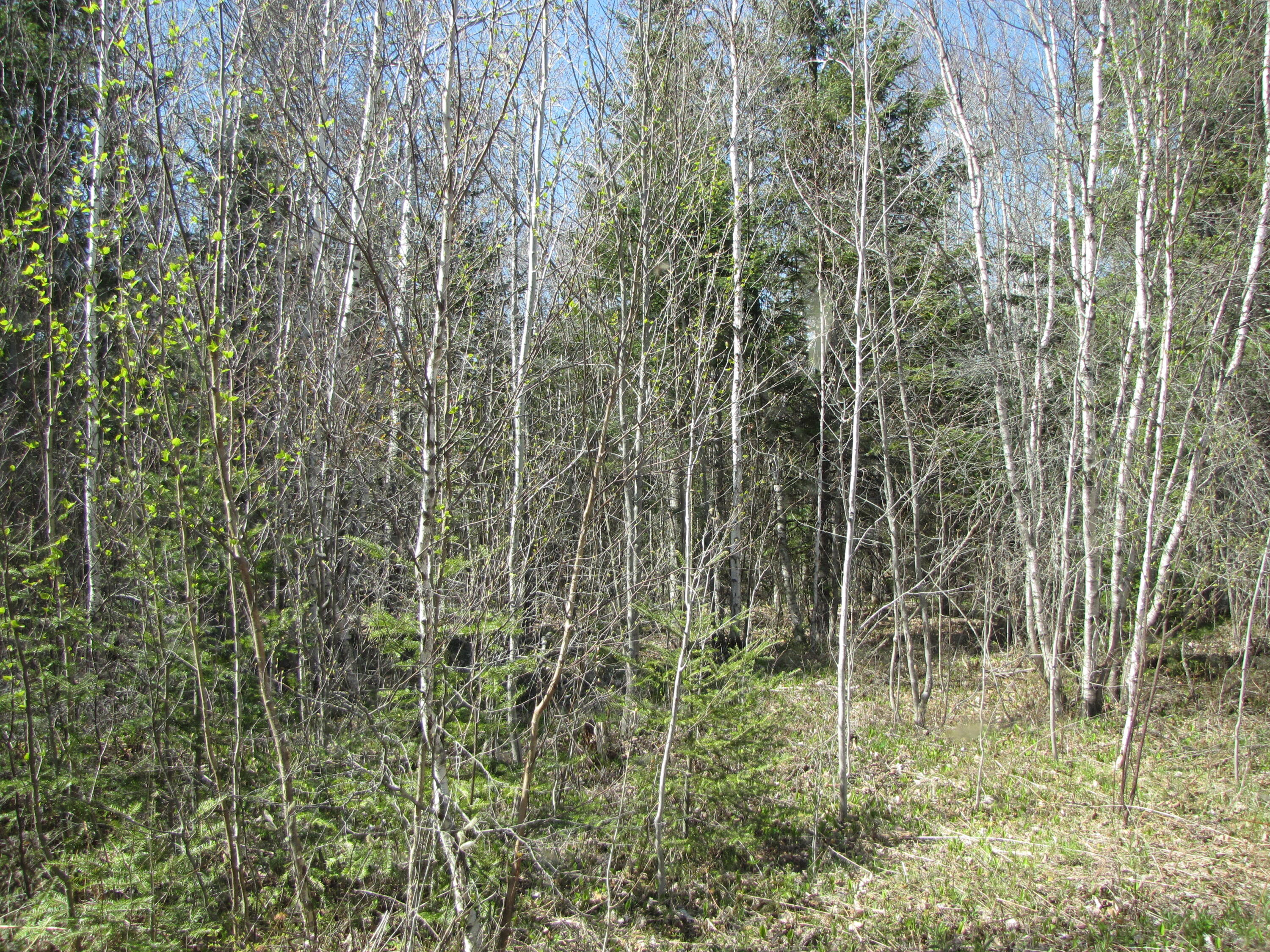 0 South Princeton Road Alexander, ME 04694 - Photo 2 of 9 2