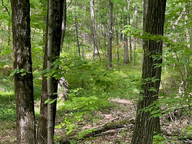 Joel M Austin Road North Cairo, NY 12413 - Photo 5 of 5 a plant of lots of trees
