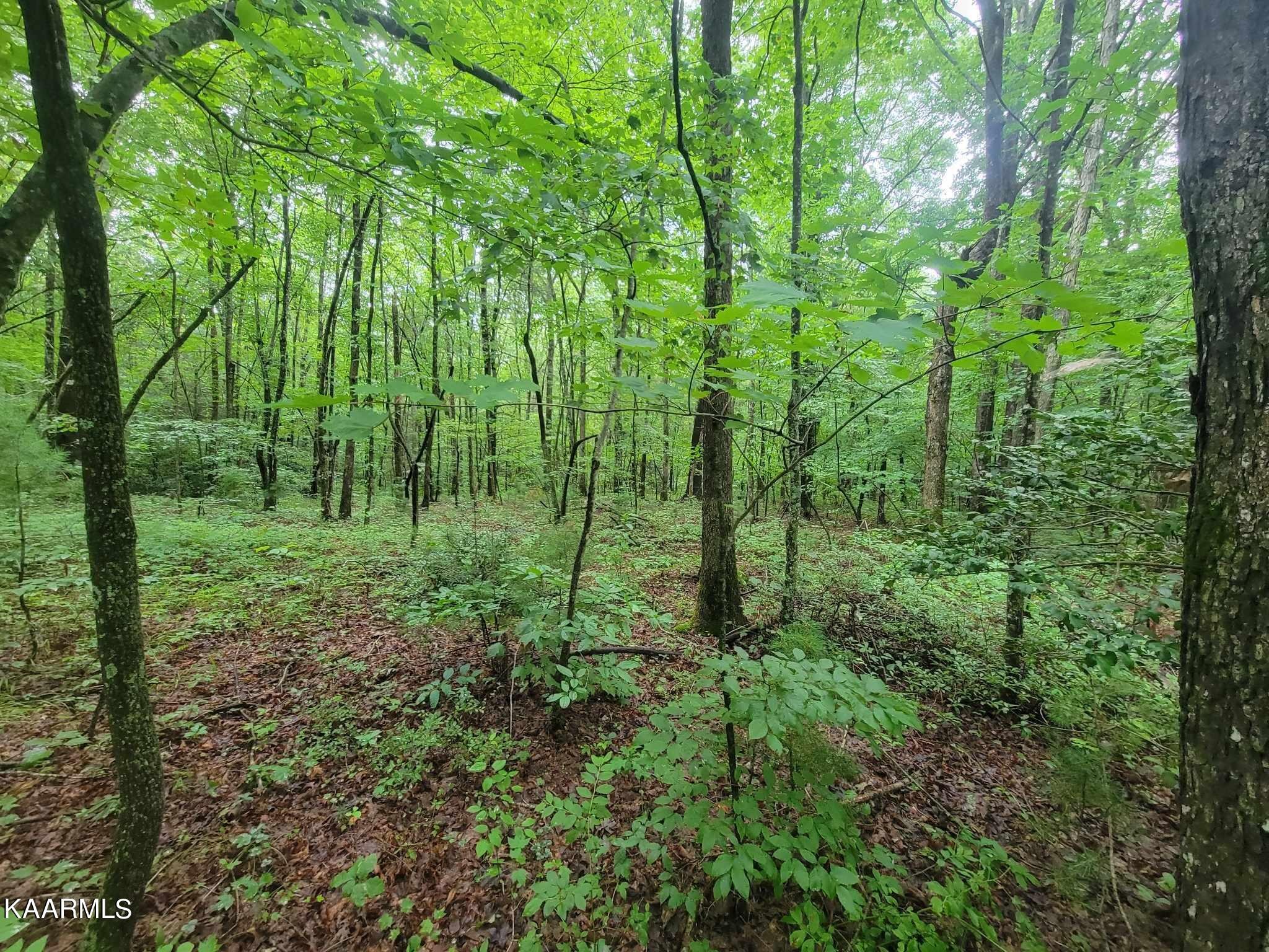 0 40 Model Farm Road Jamestown, TN 38556 - Photo 49 of 59