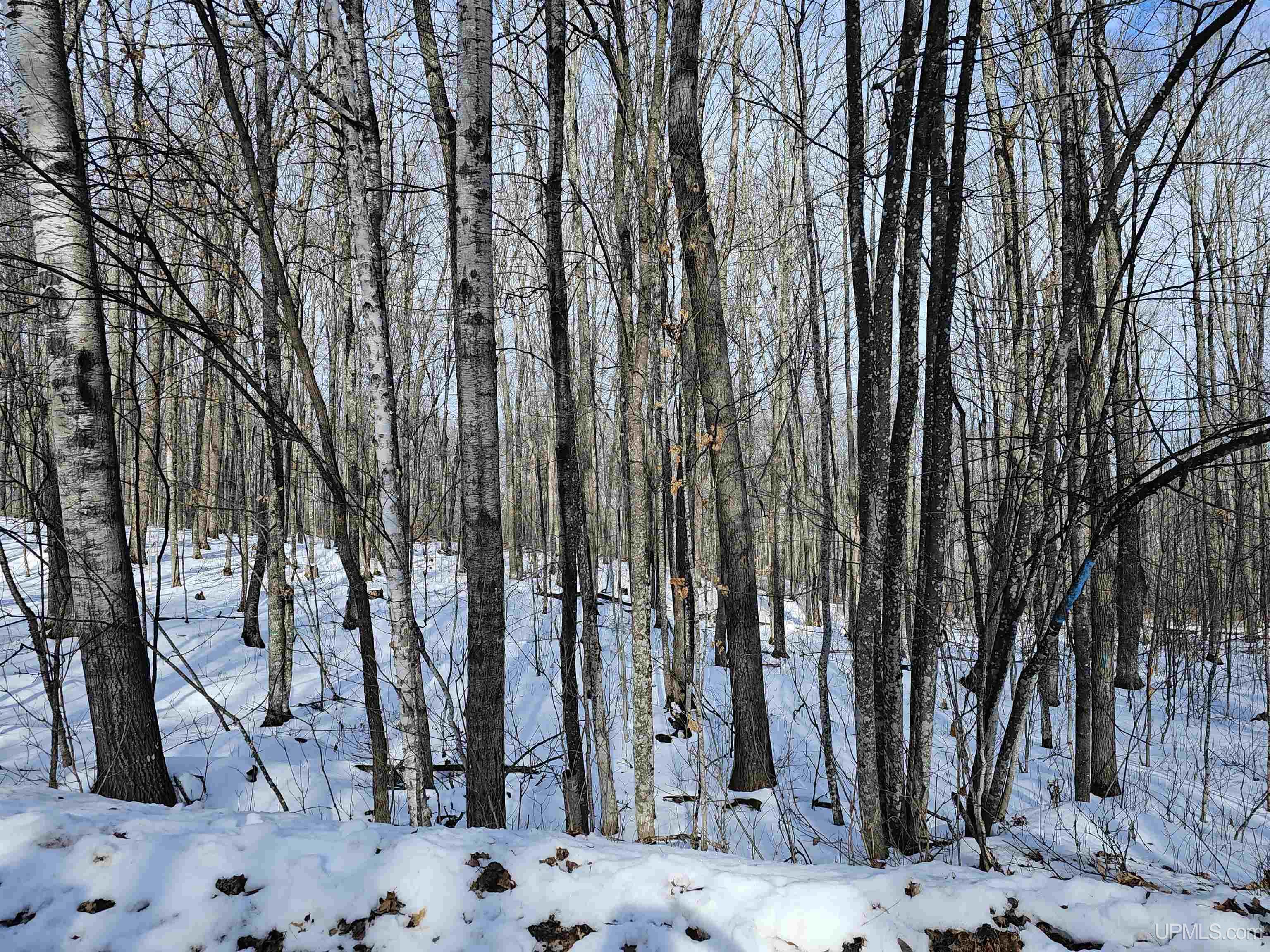 Tbd Little Bear Road Iron River, MI 49935 - Photo 5 of 8