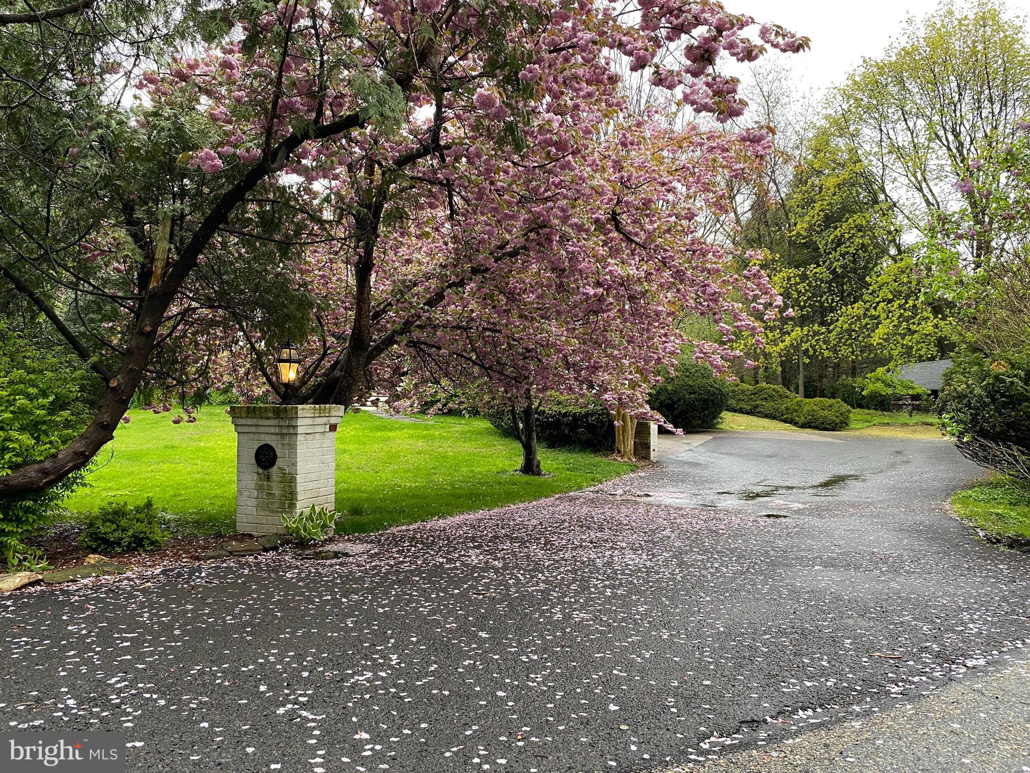 437 Crescent Road Wyncote, PA 19095 - Photo 52 of 53 Spring view of driveway