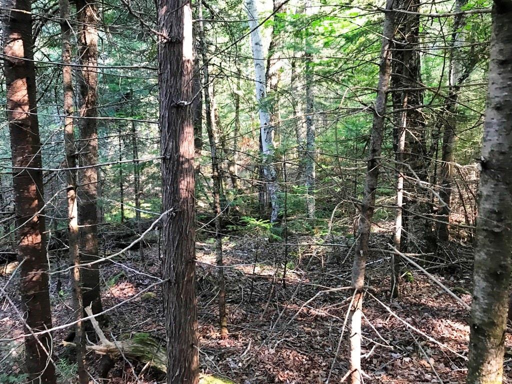 Tbd B&a Railroad North Road North Shirley, ME 04485 - Photo 21 of 22 Photo