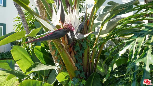 a view of banana tree