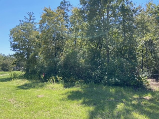 0 Sawmill Road Franklin, TX 77856 - Photo 11 of 12 a view of a forest