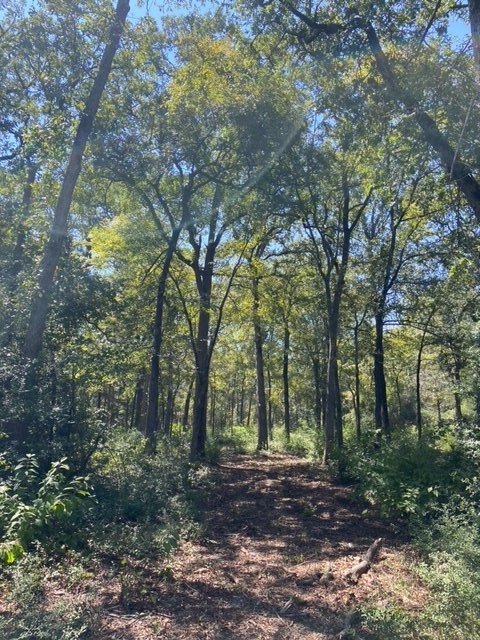 0 Sawmill Road Franklin, TX 77856 - Photo 8 of 12 a view of a forest filled with trees