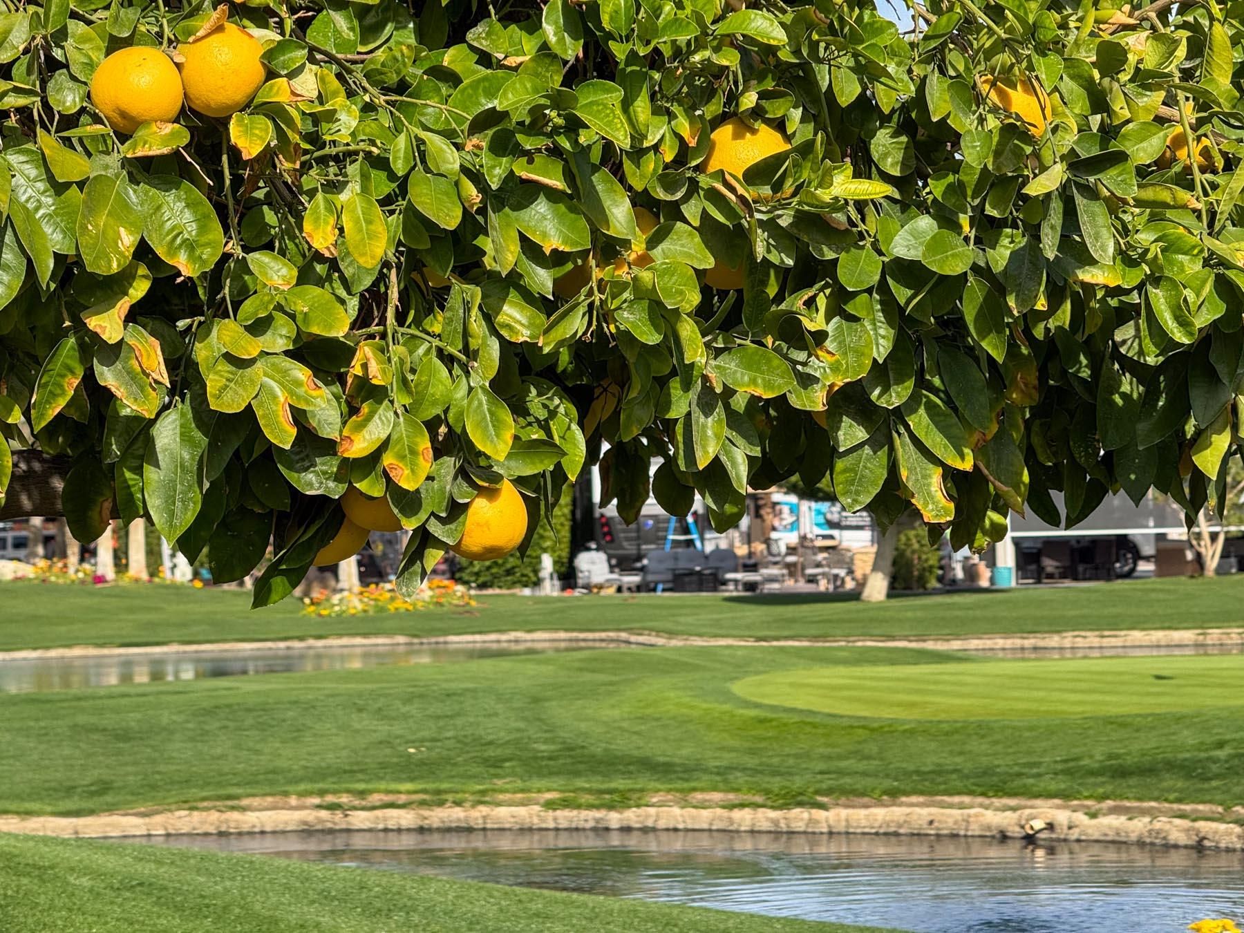 80394 Ave 48, Unit 421 Indio, CA 92201 - Photo 21 of 33 a view of a park