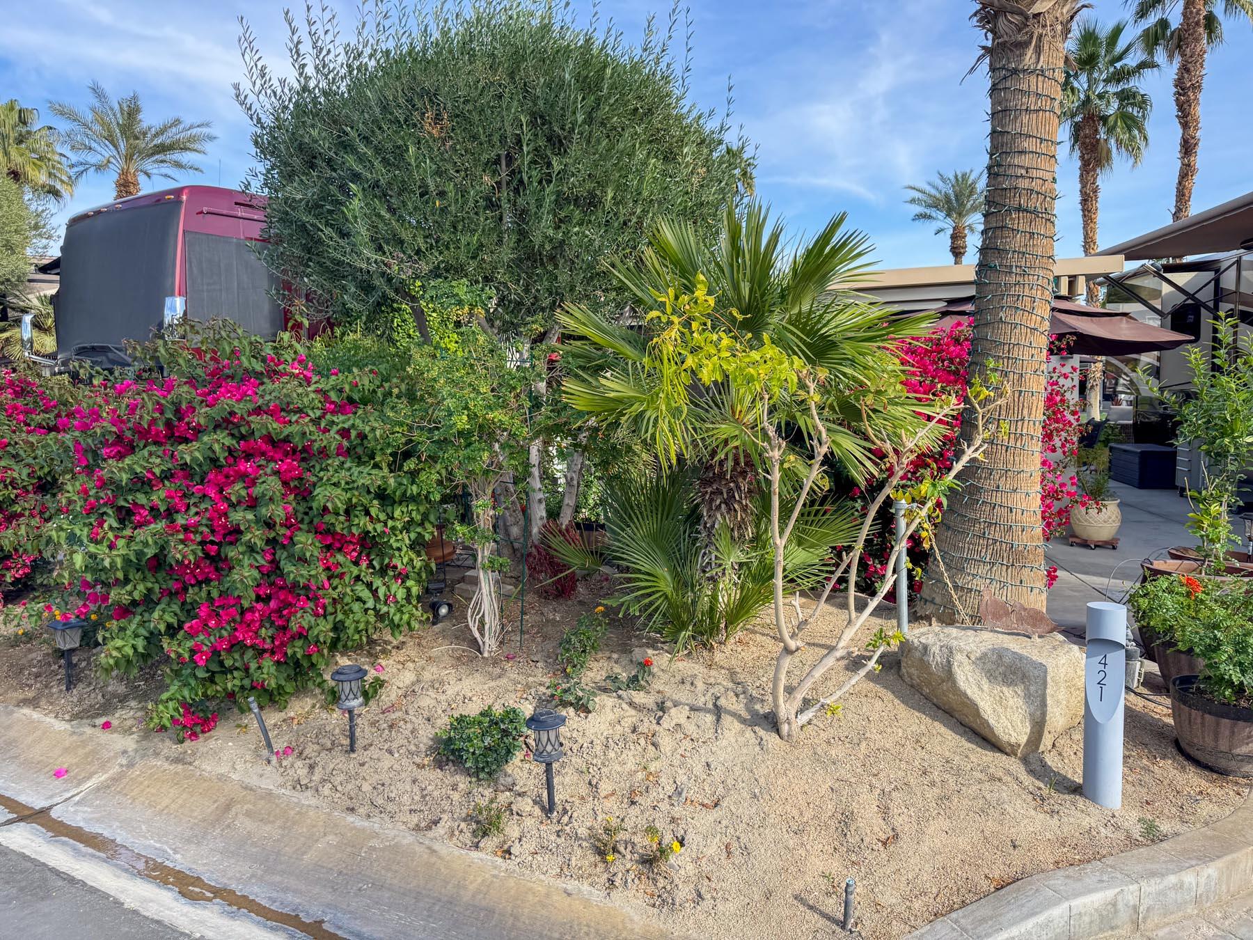 80394 Ave 48, Unit 421 Indio, CA 92201 - Photo 32 of 33 a view of a flower in a yard