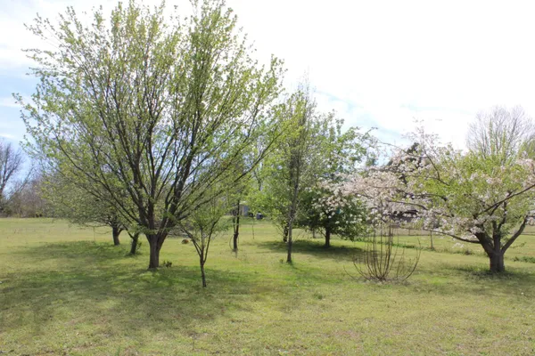 a view of yard with trees
