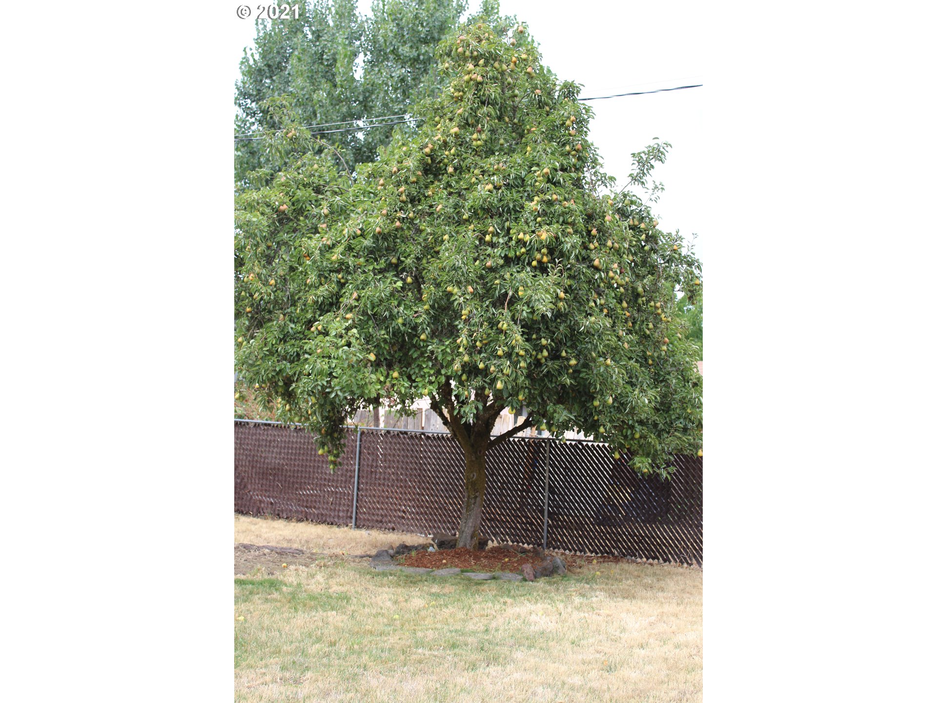 564 West M Street Springfield, OR 97477 - Photo 11 of 13