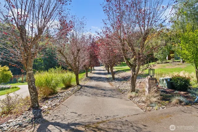 a view of a yard with plants and large trees