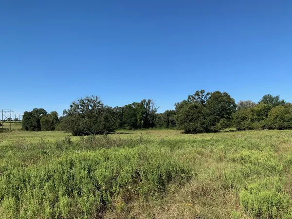 a view of a big yard with a large tree and plants