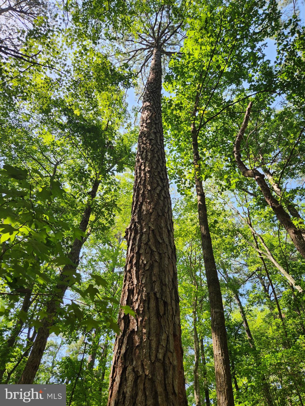 Point Lookout Road Scotland, MD 20687 - Photo 5 of 19 Mature Pines