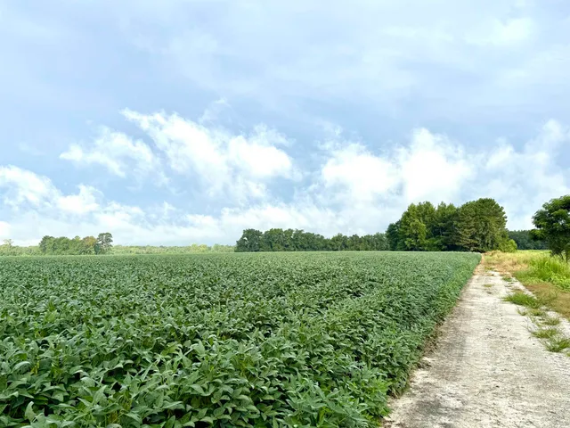 $962,500 | 1335 County Road 43-150, Olanta, SC 29114