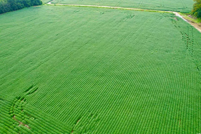 $962,500 | 1335 County Road 43-150, Olanta, SC 29114