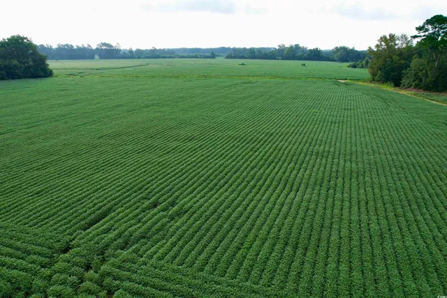 $962,500 | 1335 County Road 43-150, Olanta, SC 29114