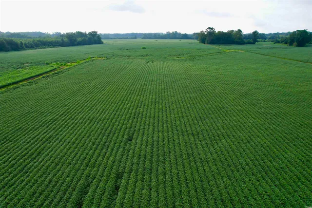 $962,500 | 1335 County Road 43-150, Olanta, SC 29114