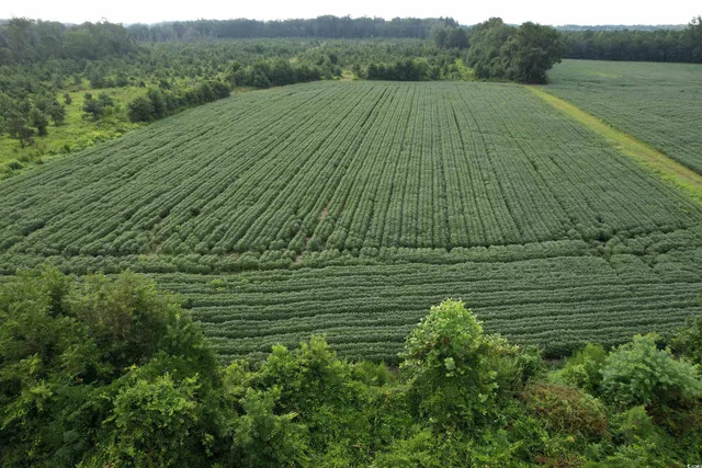 $962,500 | 1335 County Road 43-150, Olanta, SC 29114