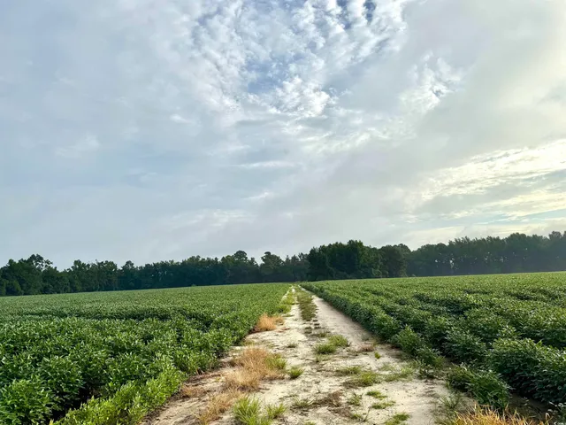 $962,500 | 1335 County Road 43-150, Olanta, SC 29114