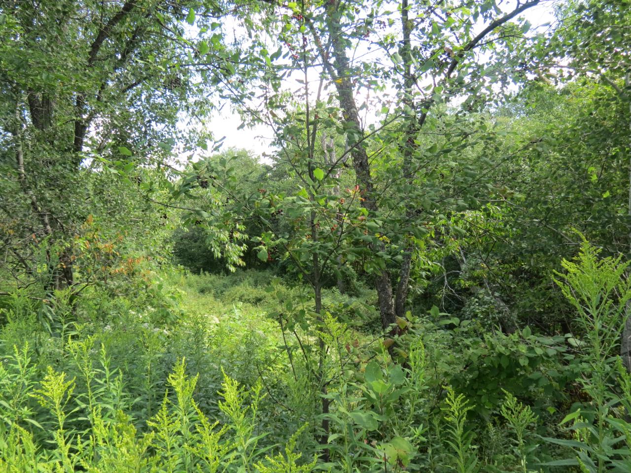Lot 1 Parrish Road Gleason, WI 54435 - Photo 8 of 12 Gallery Image 8