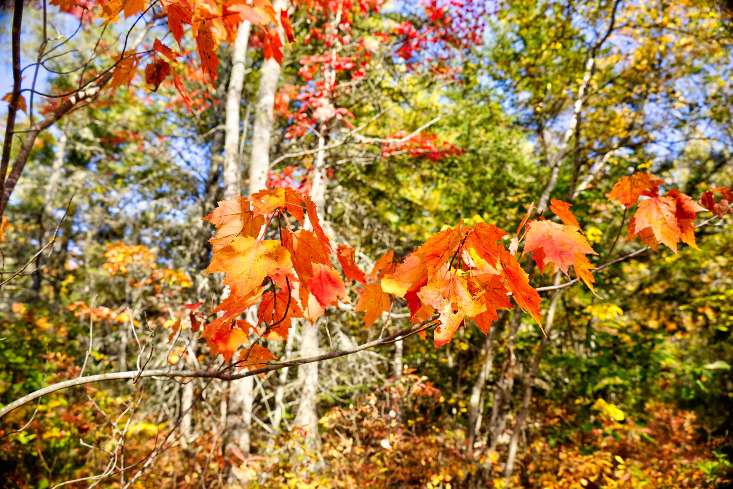 80 Town House Road Brooksville, ME 04617 - Photo 54 of 57 8