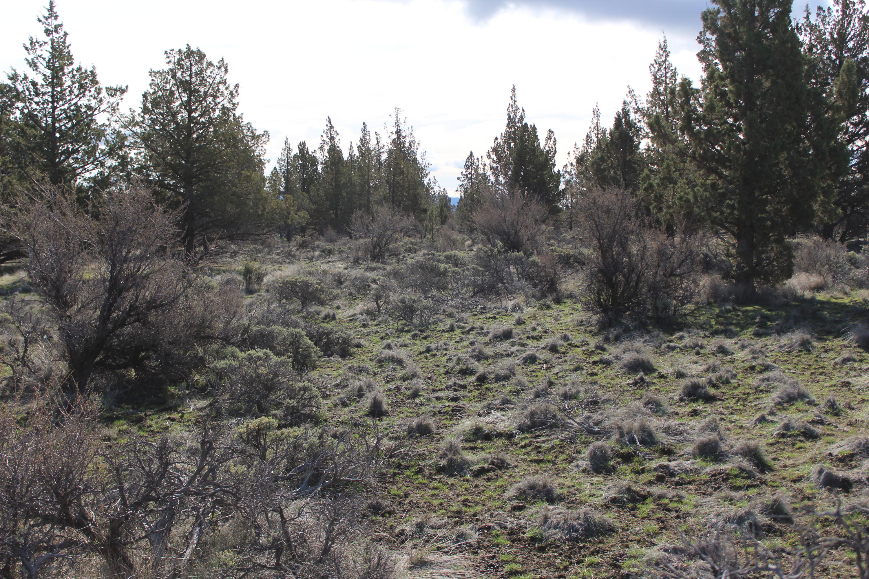 Lot 300 Southwest Graham Road Culver, OR 97734 - Photo 6 of 11 Lot300Graham007