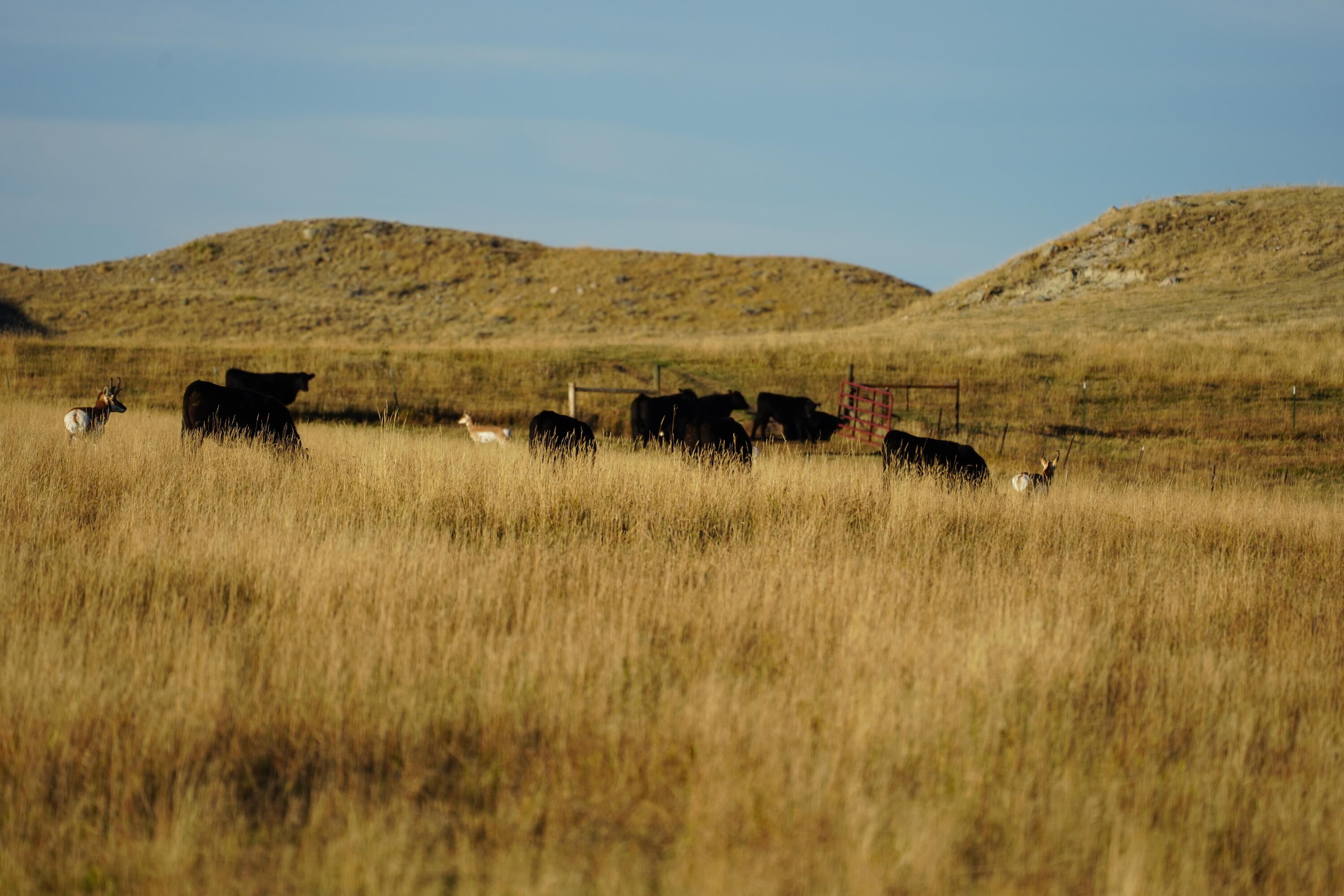Upper French Creek Road Buffalo, WY 82834 - Photo 65 of 73 Cows-antelope