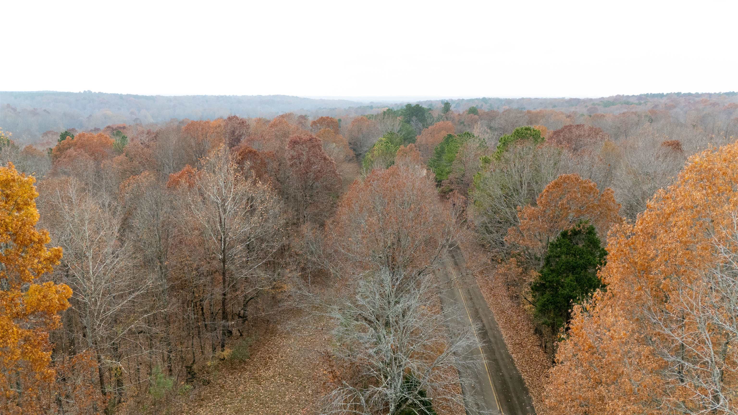 Keller Road Toone, TN 38381 - Photo 19 of 21 a view of a forest with a forest