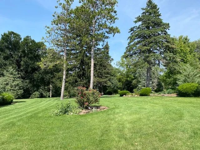 a view of a garden with a tree