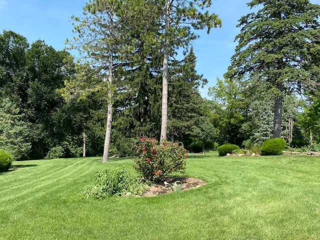 a view of a garden with a tree