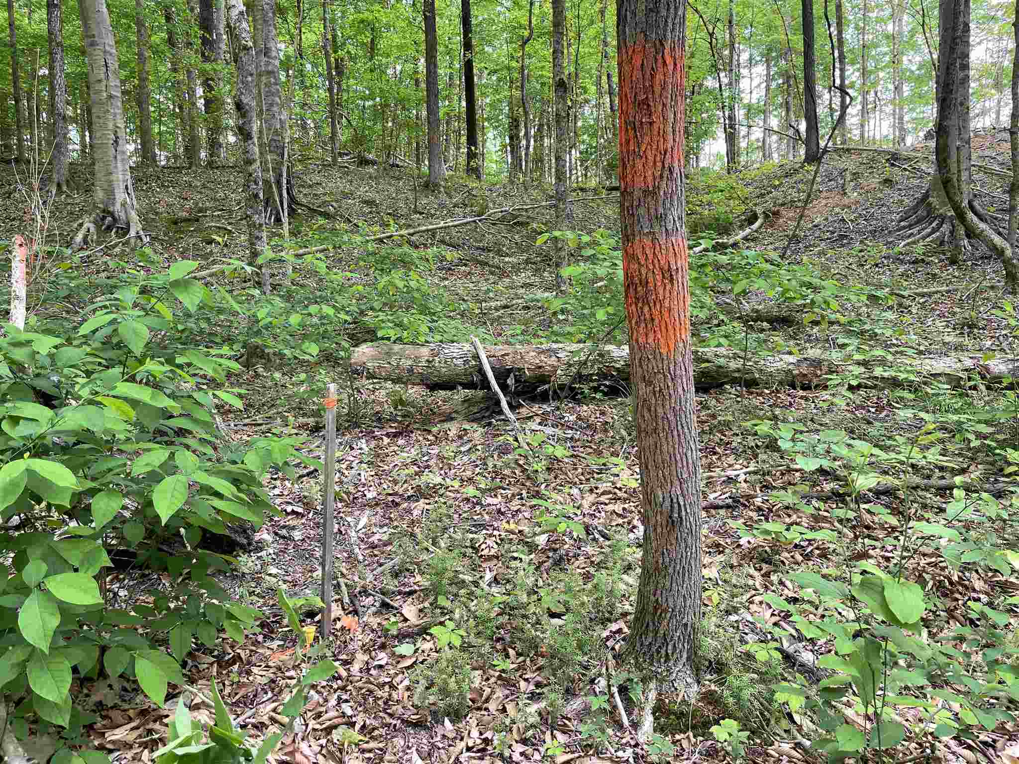 0 South Co Road Paoli, IN 47454 - Photo 8 of 23