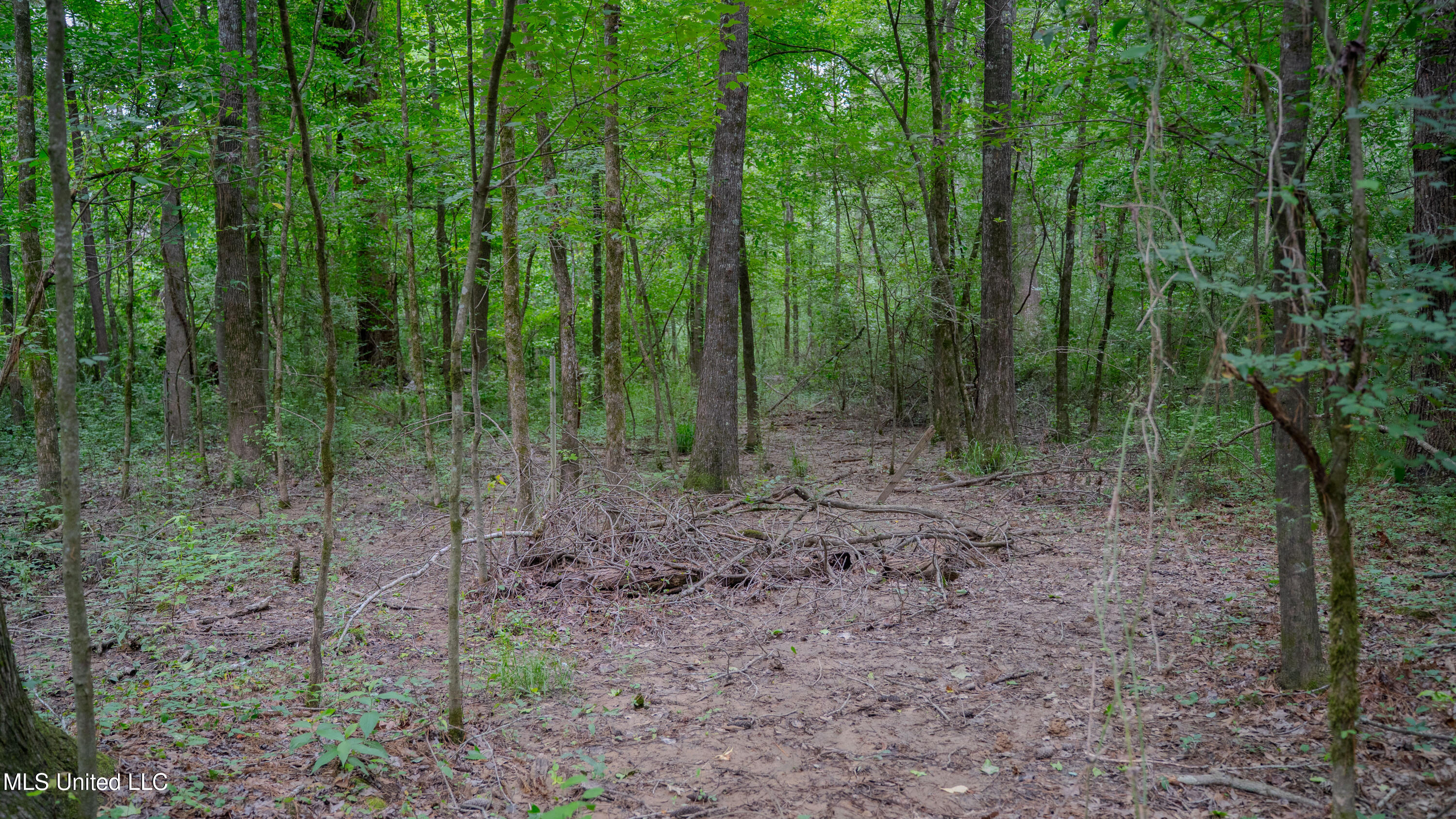 Oooo Big Creek Road Byram, MS 39212 - Photo 1 of 50 56.64 Acre-TERRY-MWLG-01
