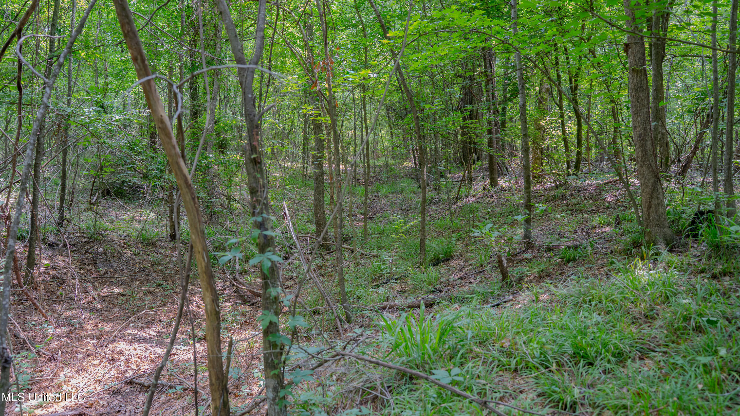 Oooo Big Creek Road Byram, MS 39212 - Photo 11 of 50 56.64 Acre-TERRY-MWLG-13