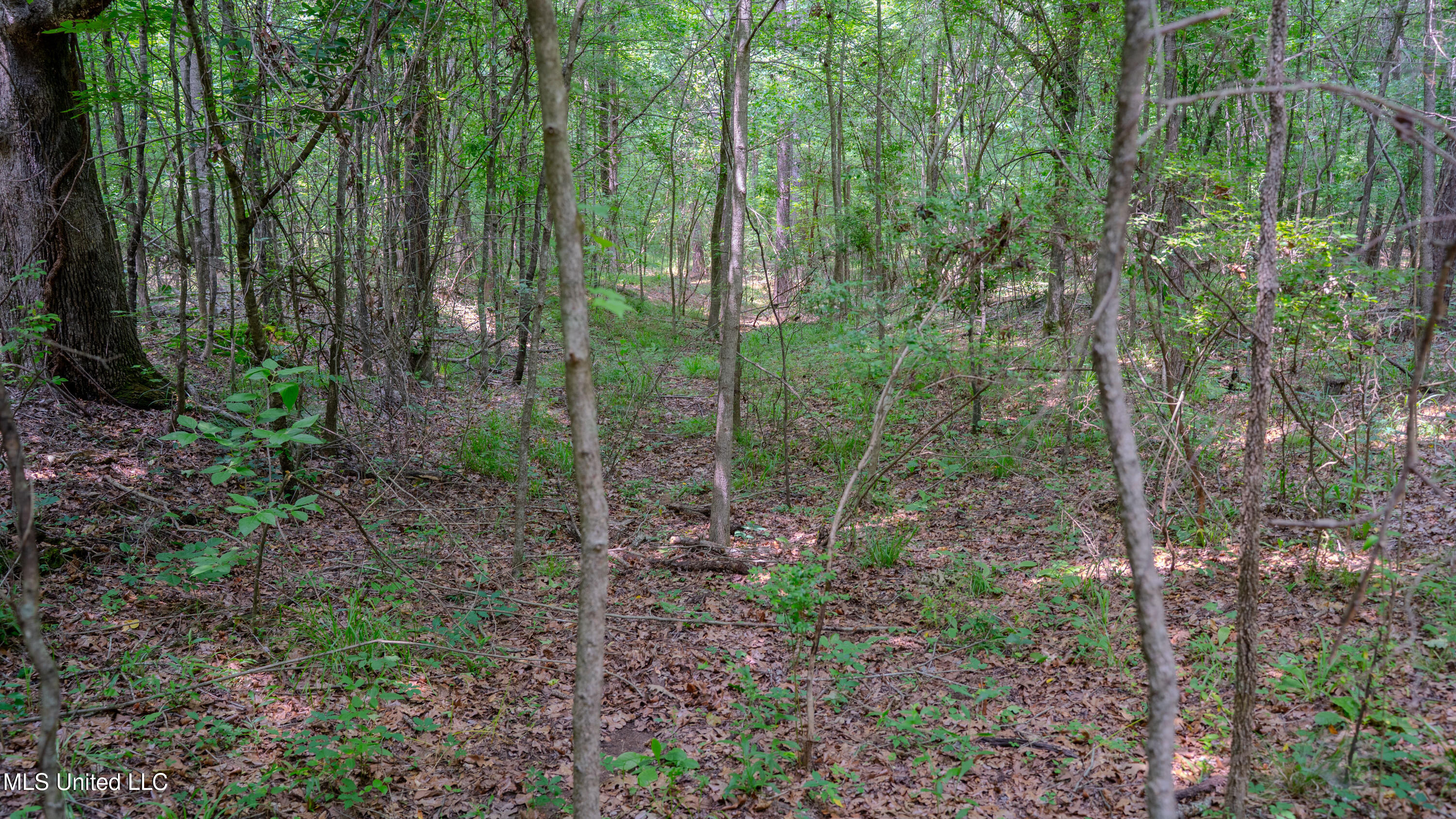 Oooo Big Creek Road Byram, MS 39212 - Photo 12 of 50 56.64 Acre-TERRY-MWLG-14