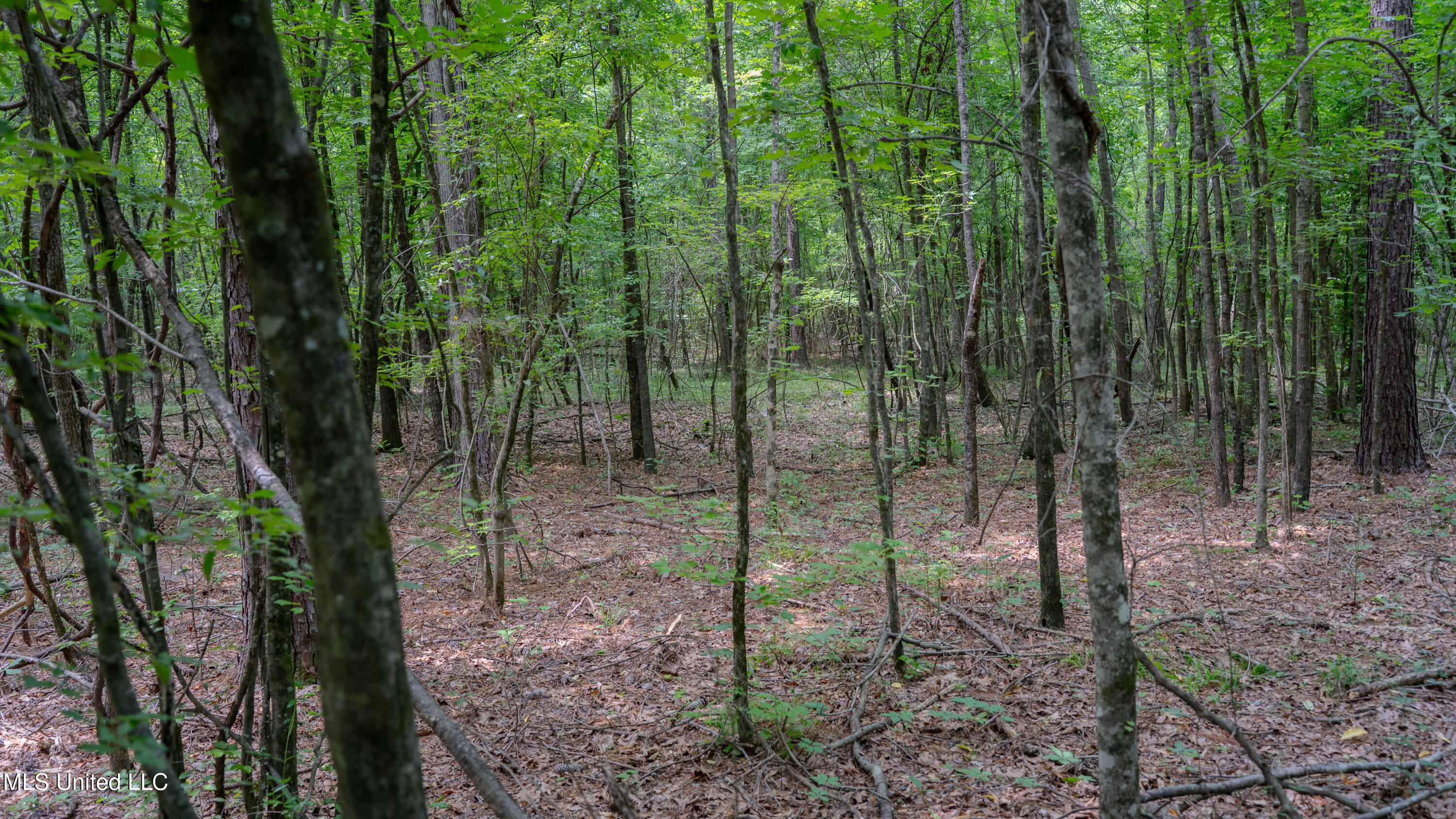 Oooo Big Creek Road Byram, MS 39212 - Photo 13 of 50 56.64 Acre-TERRY-MWLG-15