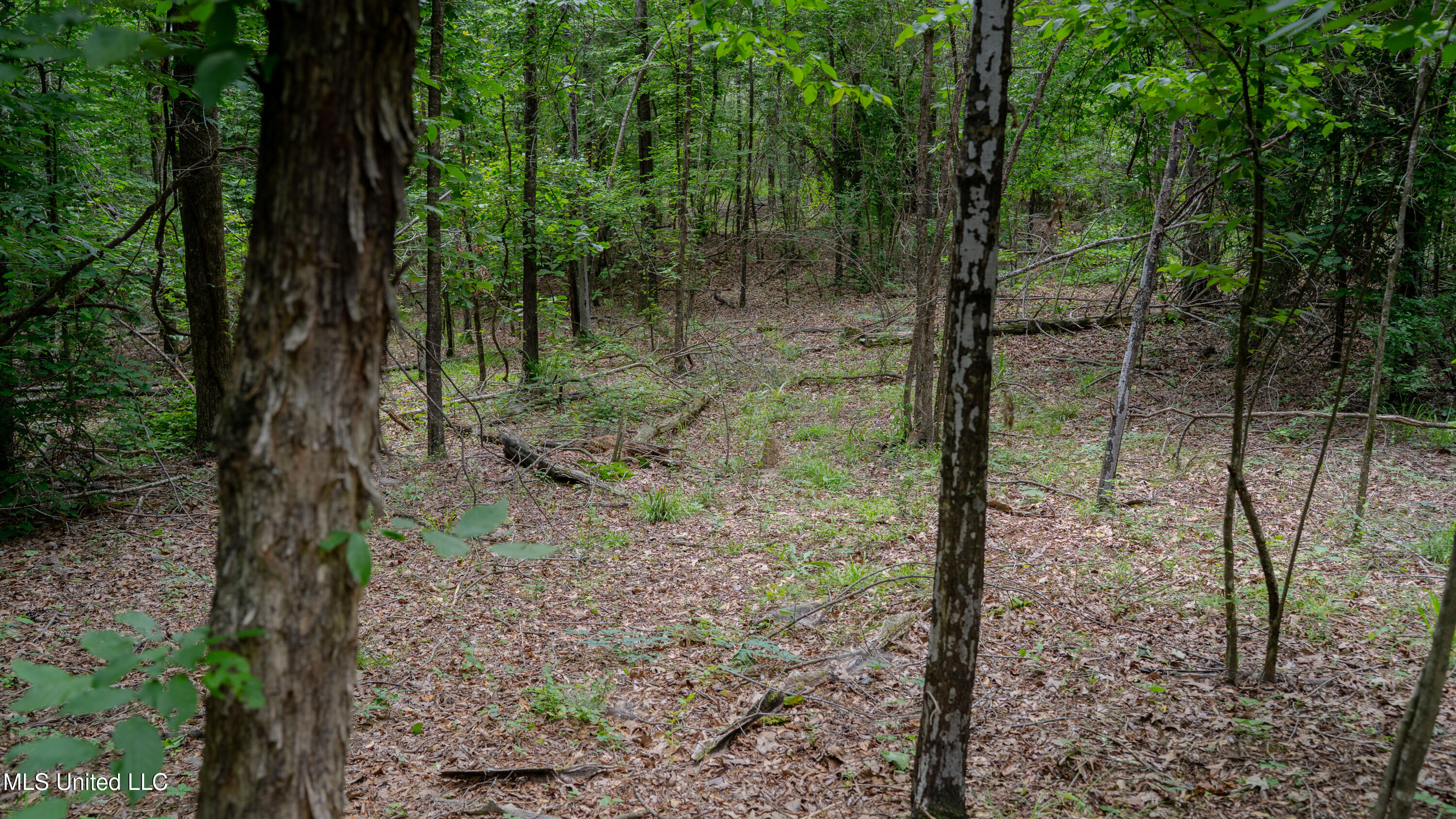 Oooo Big Creek Road Byram, MS 39212 - Photo 14 of 50 56.64 Acre-TERRY-MWLG-16