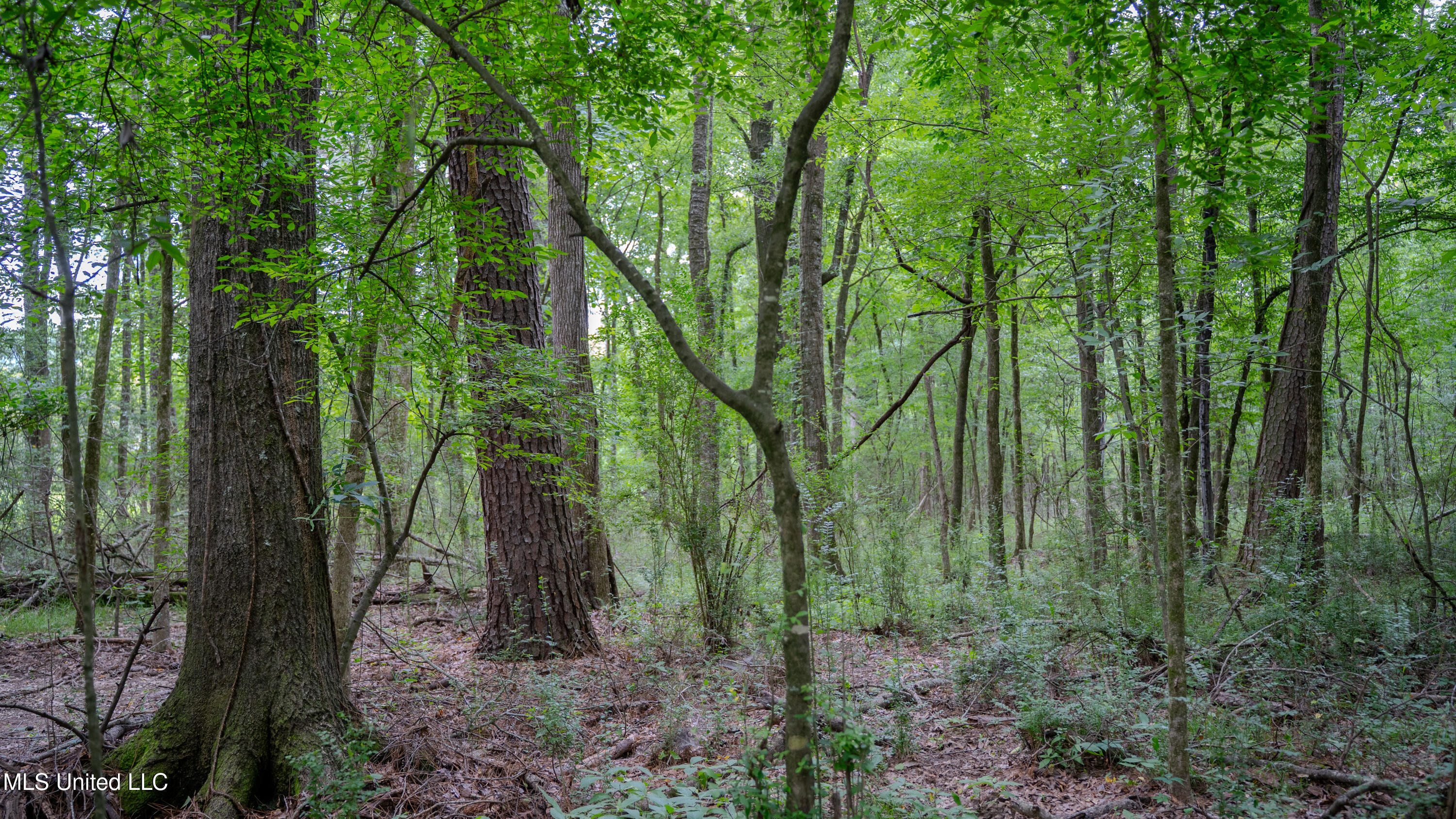 Oooo Big Creek Road Byram, MS 39212 - Photo 2 of 50 56.64 Acre-TERRY-MWLG-02