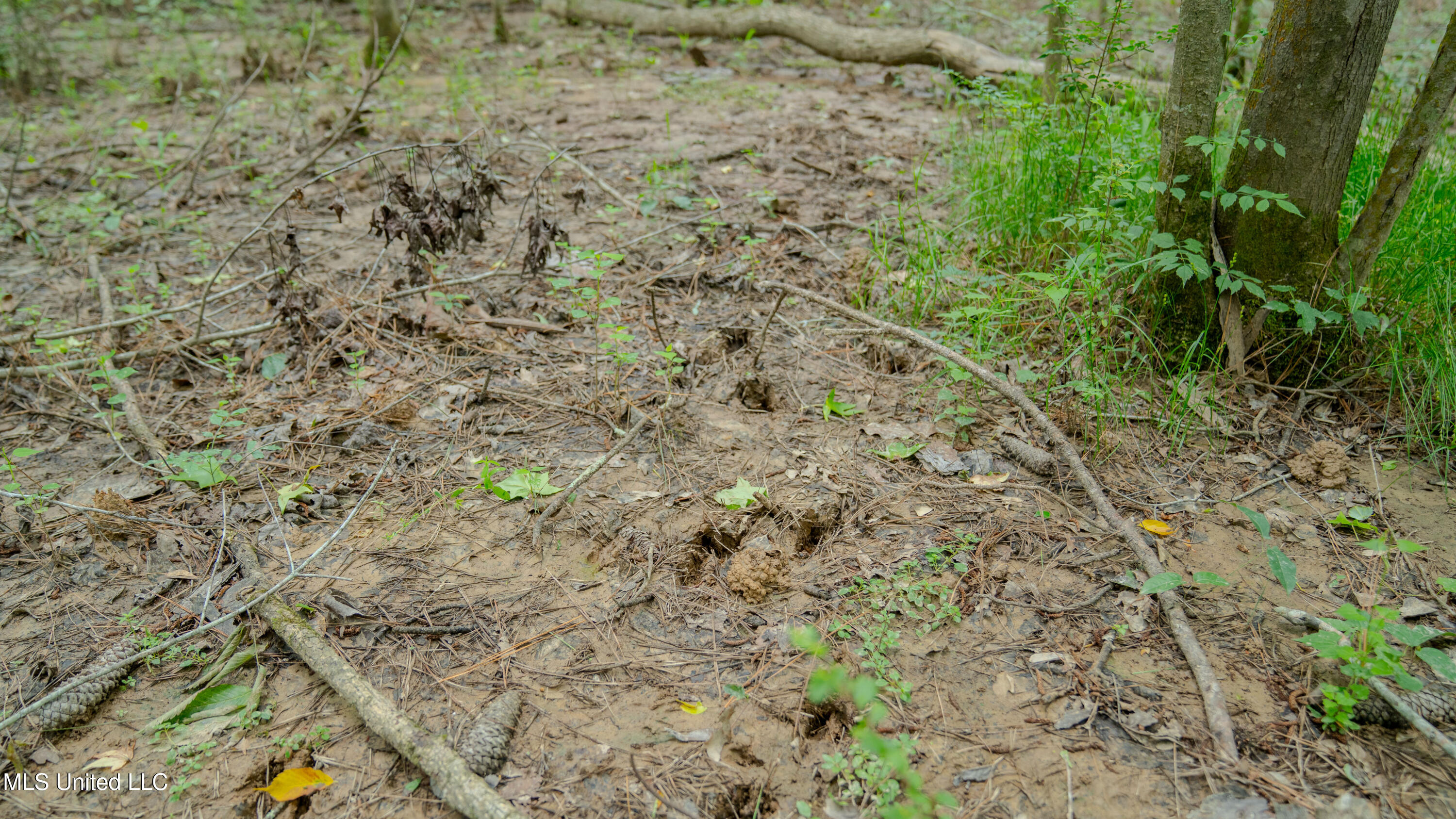 Oooo Big Creek Road Byram, MS 39212 - Photo 25 of 50 56.64 Acre-TERRY-MWLG-27